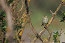 Siskin - Harry Appleyard.