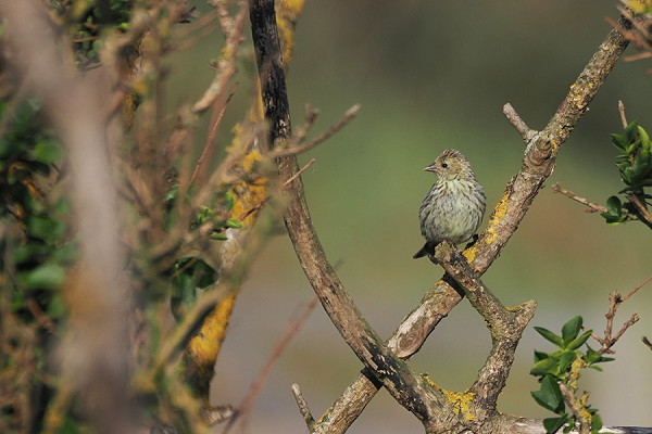 Siskin - Harry Appleyard.