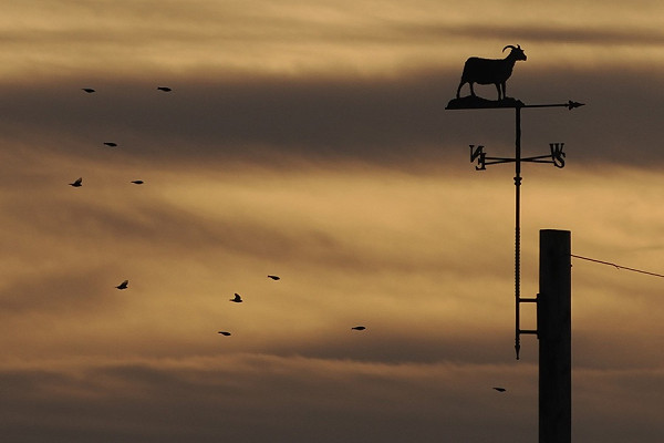Siskins - Harry Appleyard.