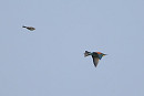 Bee-eater being mobbed by Skylark - Harry Appleyard.