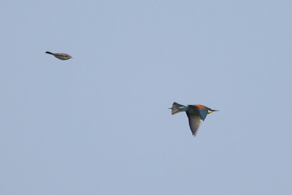 Bee-eater being mobbed by Skylark - Harry Appleyard.