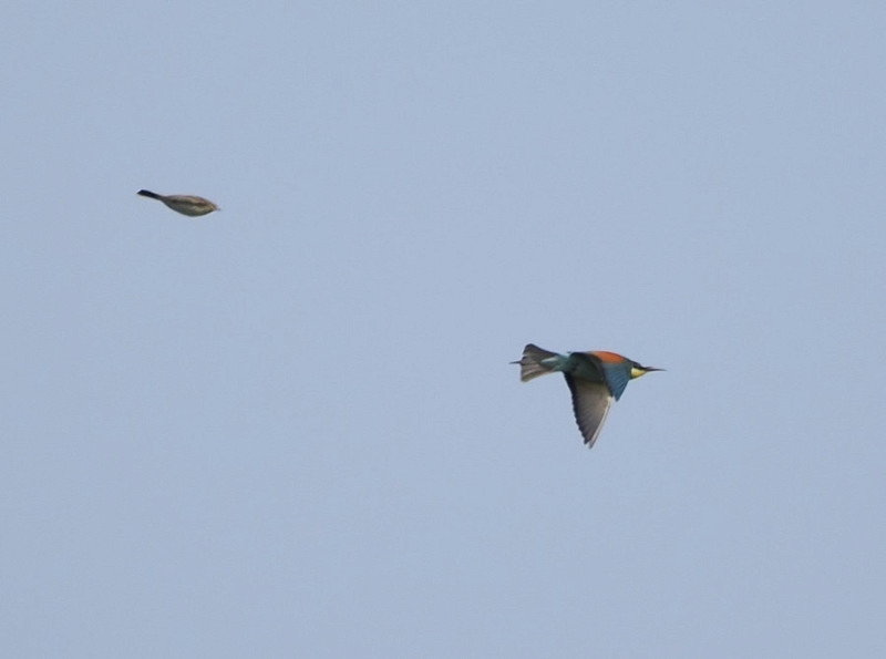 Bee-eater being mobbed by Skylark - Harry Appleyard.