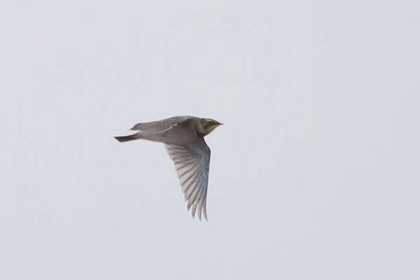 Bird sightings Saturday, 10 October 2026
