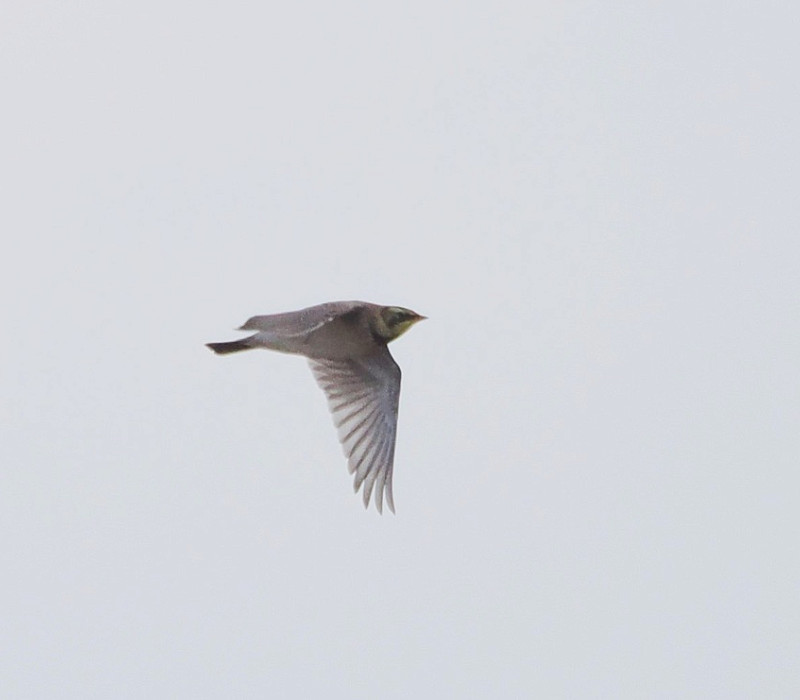 Shore Lark - Harry Appleyard.