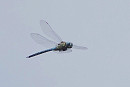 Southern Migrant Hawker - Harry Appleyard.