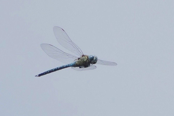 Southern Migrant Hawker - Harry Appleyard.