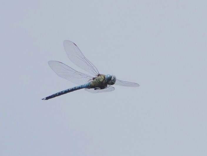 Southern Migrant Hawker - Harry Appleyard.