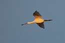 Spoonbill - Harry Appleyard.