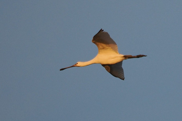 Spoonbill - Harry Appleyard.