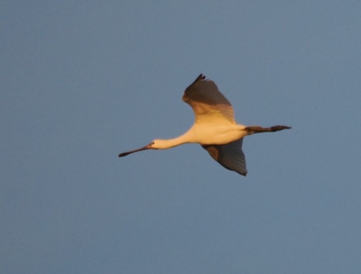 Spoonbill - Harry Appleyard.