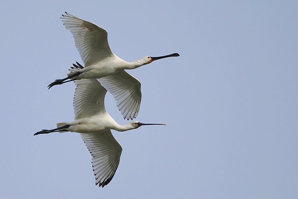 Bird sightings Wednesday, 14 May 2025