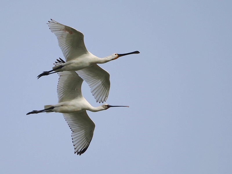 Spoonbills - Harry Appleyard.