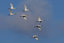 Spoonbills - Harry Appleyard.