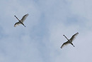 Spoombills- Harry Appleyard.