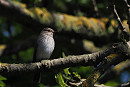 Spotted Flycatcher - Harry Appleyard.