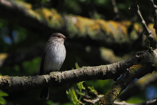 Spotted Flycatcher - Harry Appleyard.