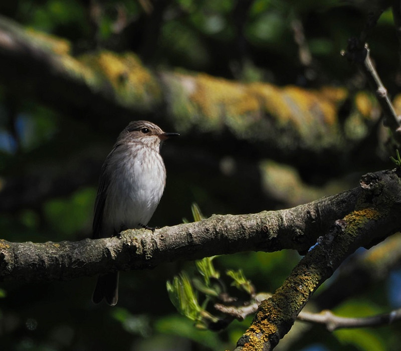 Spotted Flycatcher - Harry Appleyard.