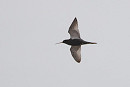 Spotted Redshank - Harry Appleyard.