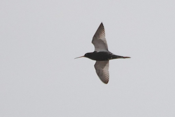 Bird sightings Tuesday, 24 June 2025