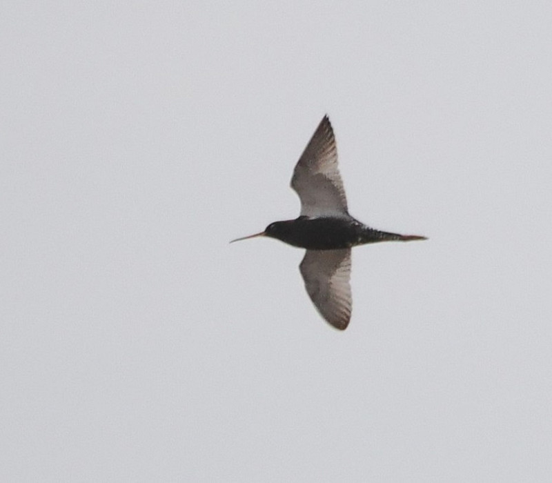 Spotted Redshank - Harry Appleyard.