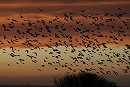 Starling roost - Harry Appleyard.