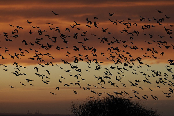 Starling roost - Harry Appleyard.