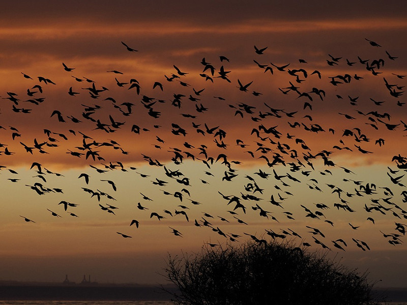 Starling roost - Harry Appleyard.