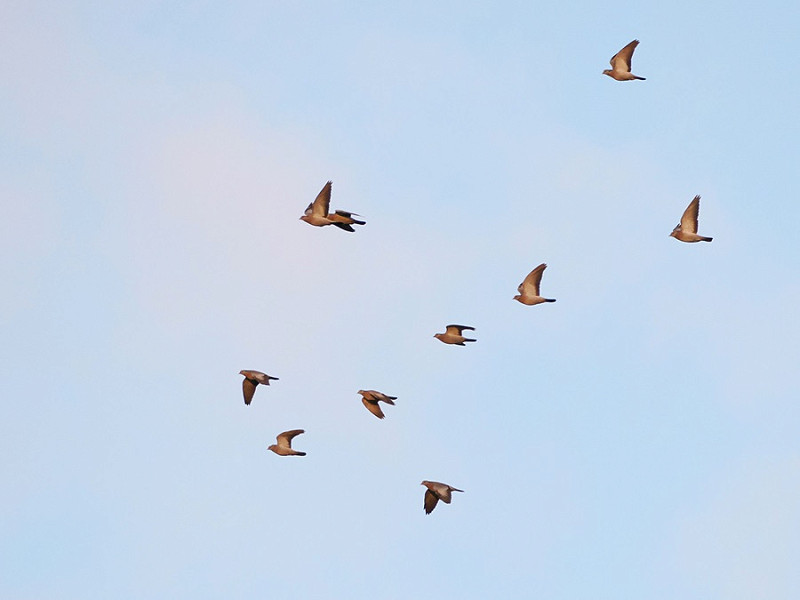 Stock doves - Harry Appleyard.