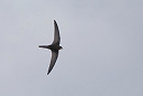 Common Swift - Harry Appleyard.