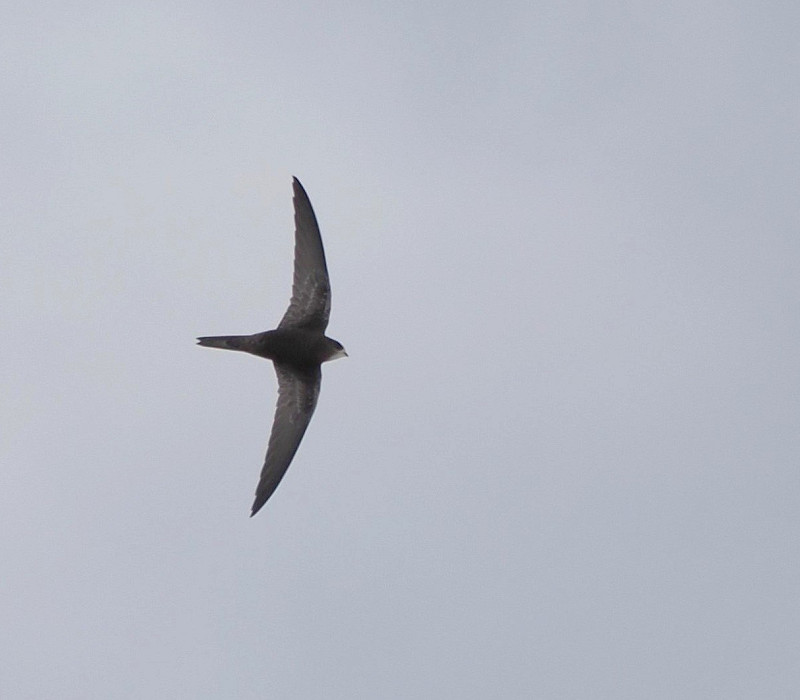 Common Swift - Harry Appleyard.