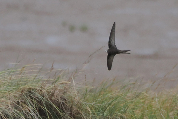Common Swift - Harry Appleyard.