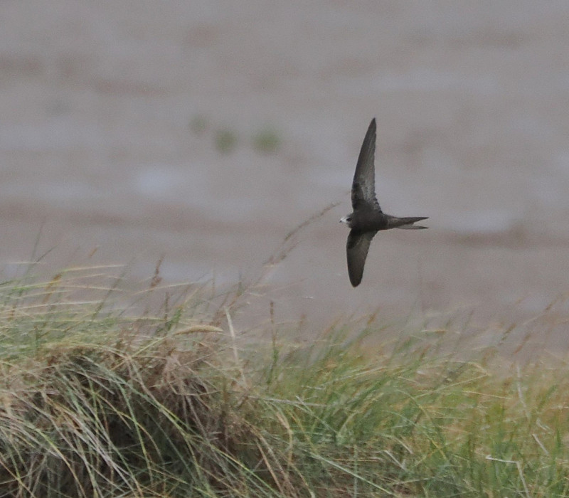 Common Swift - Harry Appleyard.