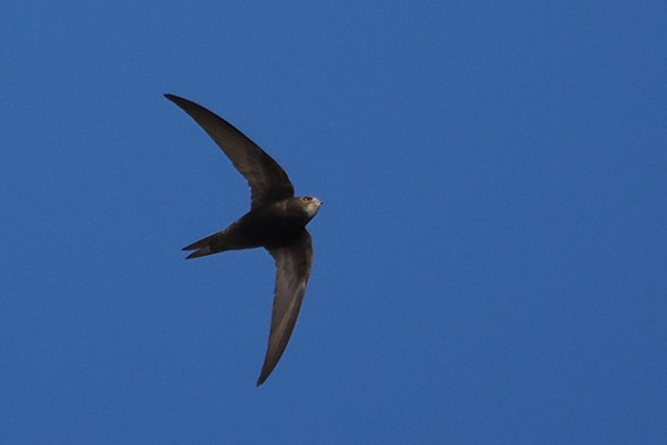 Bird sightings Saturday, 31 May 2025