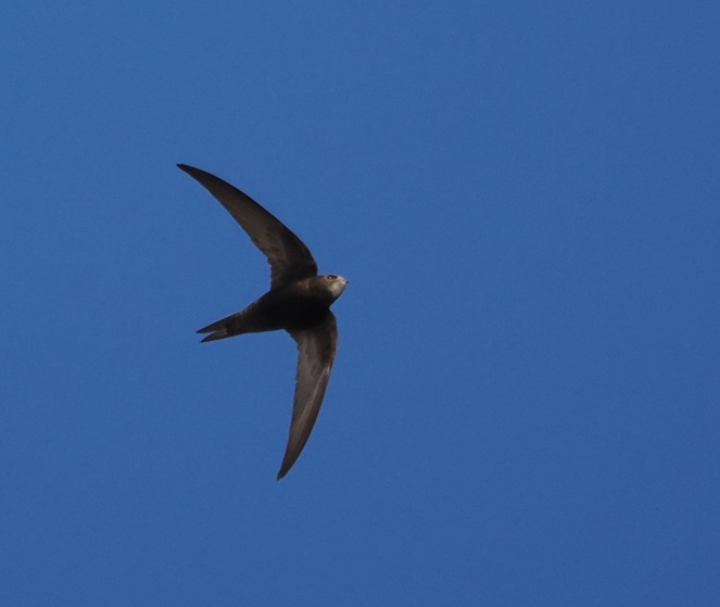 Swift - Harry Appleyard.