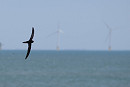 Common Swift - Harry Appleyard.