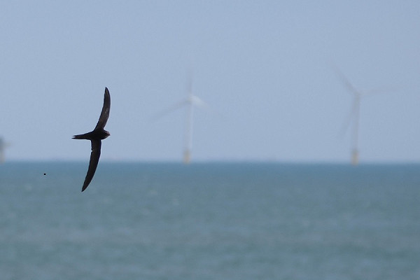 Common Swift - Harry Appleyard.
