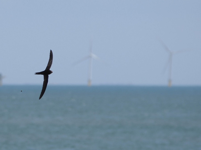 Common Swift - Harry Appleyard.