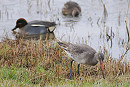 Black-tailed Godwit and Teal - Harry Appleyard.