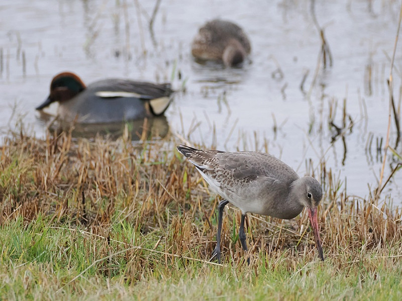 Black-tailed Godwit and Teal - Harry Appleyard.