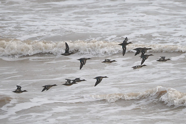 Bird sightings Tuesday, 22 September 2026