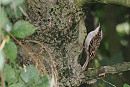 Treecreeper - Harry Appleyard.