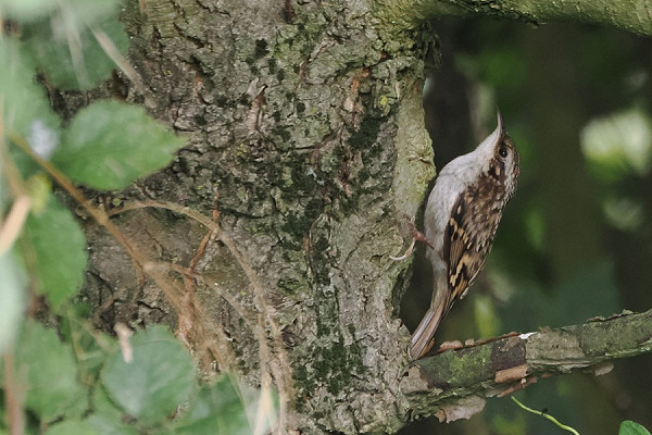 Treecreeper - Harry Appleyard.