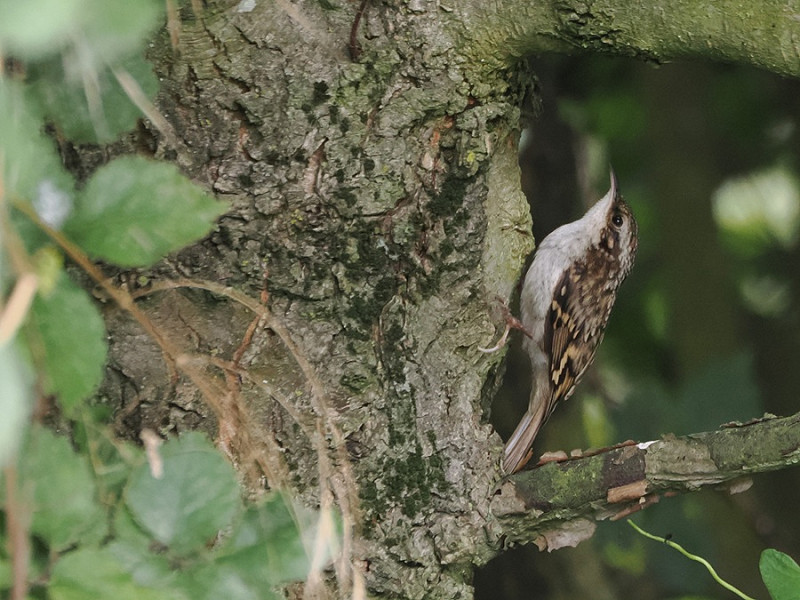 Treecreeper - Harry Appleyard.