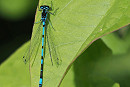 Variable Damselfly - Harry Appleyard. 1st for Spurn.