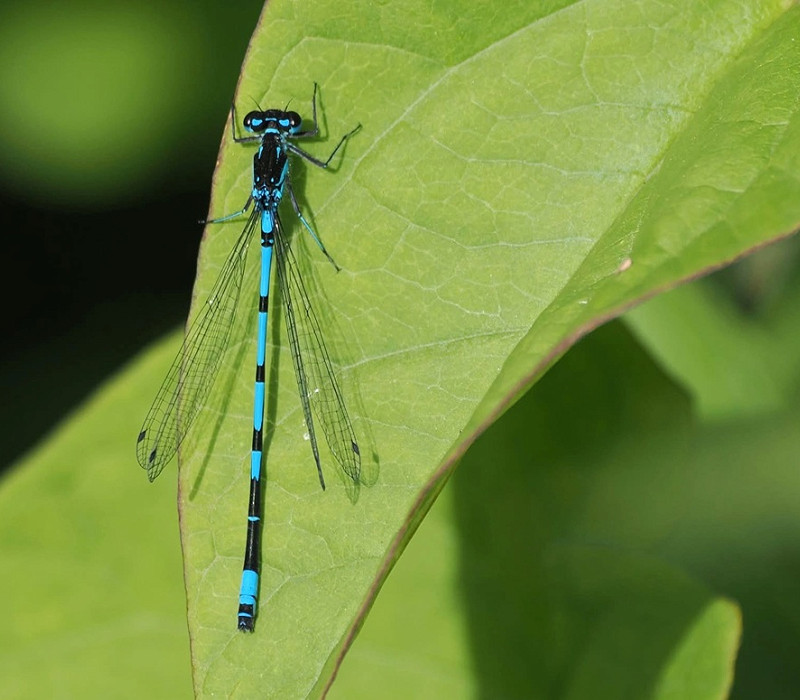 Variable Damselfly - Harry Appleyard. 1st for Spurn.