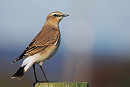 Wheatear - Harry Appleyard.