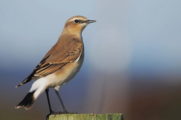 Wheatear - Harry Appleyard.