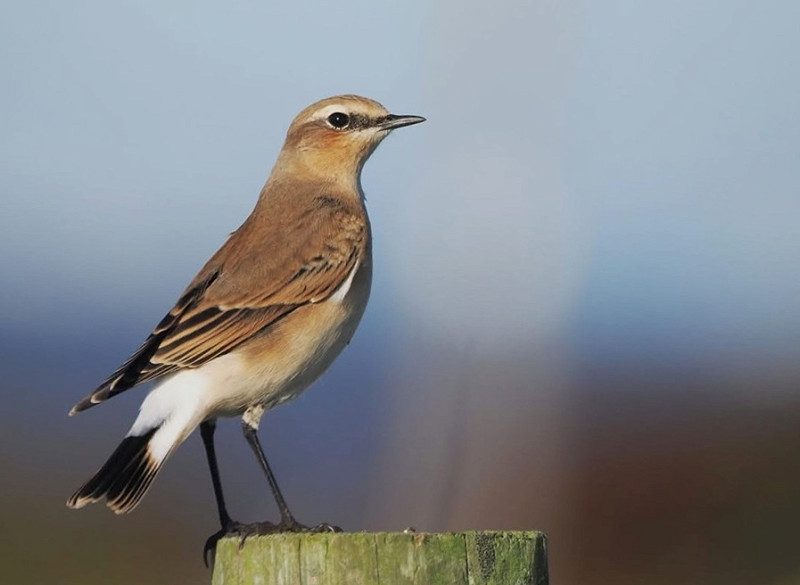 Wheatear - Harry Appleyard.