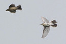 Citrine Wagtail with Meadow Pipit - Harry Appleyard.