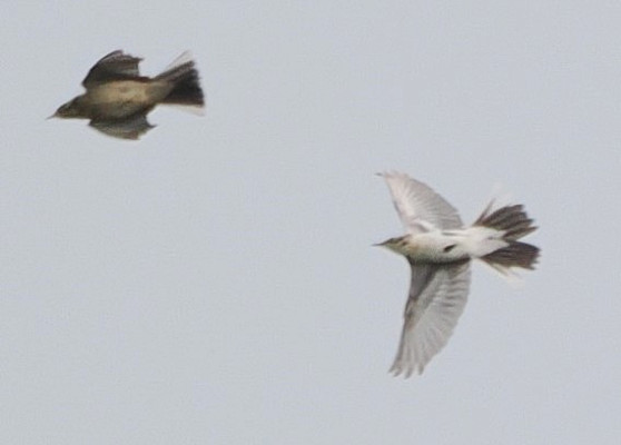 Citrine Wagtail with Meadow Pipit - Harry Appleyard.